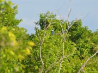 Collored kingfisher  DSC 7728