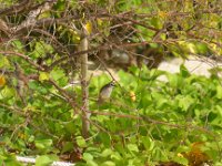 Yellow Vented Bulbul  DSC 7729