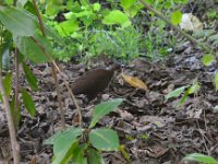 Megapode bird  DSC 7740