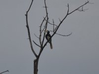 Oriental Pied Hornbill  DSC 7965