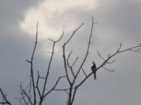 Oriental Pied Hornbill  DSC 7970