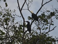 Asian Black Hornbill  DSC 8019