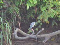 Striated heron  DSC 8087