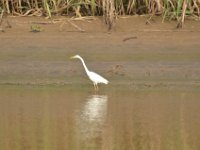 Cattle egret  DSC 8121