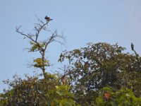 Brahminy Kite  DSC 8133