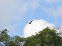 Storm storch  DSC 8177