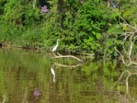 Great egret  DSC 8213