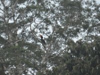 Rhinoceros hornbill  DSC 8266