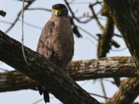 Crested Serpent Eagle  DSC 8457