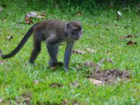 Macaque  DSC 7460