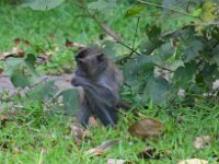 Macaque  DSC 7461