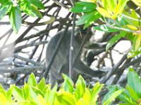 Silver leaf monkey  DSC 7482