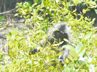 Silver leaf monkey  DSC 7494