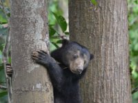 Sun bear  DSC 7877