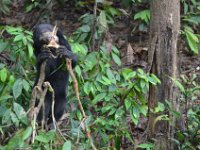 Sun bear  DSC 7892