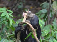 Sun bear  DSC 7893