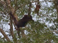 Orangutang -Kinabatagan River  DSC 7942