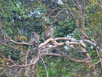 Macaque aber -long tailed  DSC 8025