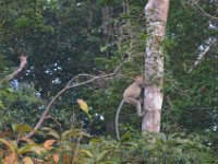 Proboscis monkey  DSC 8051