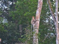 Næseabe -Proboscis monkey  DSC 8054