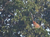 Proboscis monkey  DSC 8064