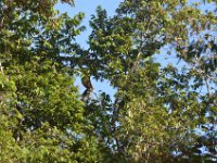 Proboscis monkey  DSC 8190