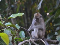 Macaque  DSC 8233