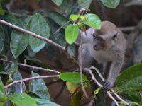 Macaque  DSC 8234