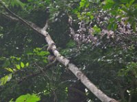 Gibbon abe  DSC 8350