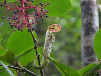 En af de kødædende planter - nepenthes  DSC 8753