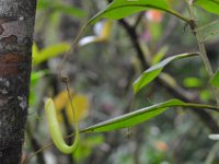 En af de kødædende planter - nepenthes  DSC 8754