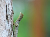 Flying leguan ?  DSC 8436