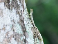 Flying leguan ?  DSC 8437