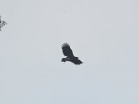 Crested Serpent Eagle  DSC 8099