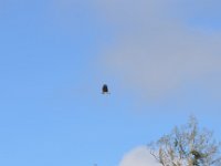 Brahminy Kite  DSC 8157