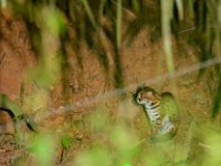 Leopard cat. Photo: Philip Bennett  Leopard cat-2908