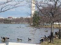 2017-02-15 13-23-15 IMG 2226  The Tidal Basin med gæs på besøg