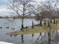 2017-02-15 13-23-31 IMG 2227  The Tidal Basin med gæs på besøg